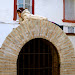 Strike a pose. Granada