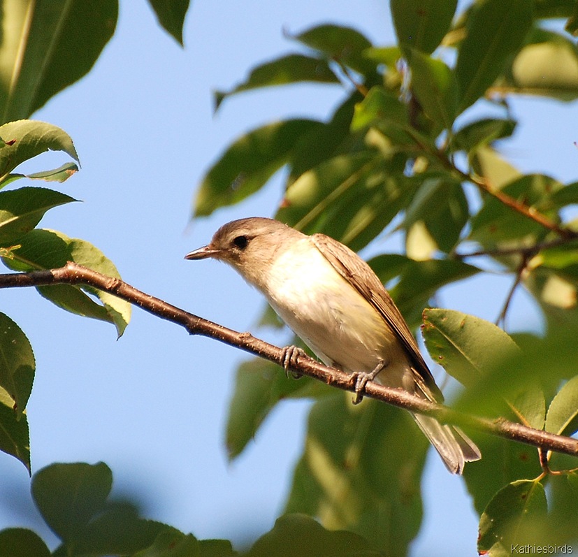 [4.%2520Warbling%2520vireo-kab%255B5%255D.jpg]