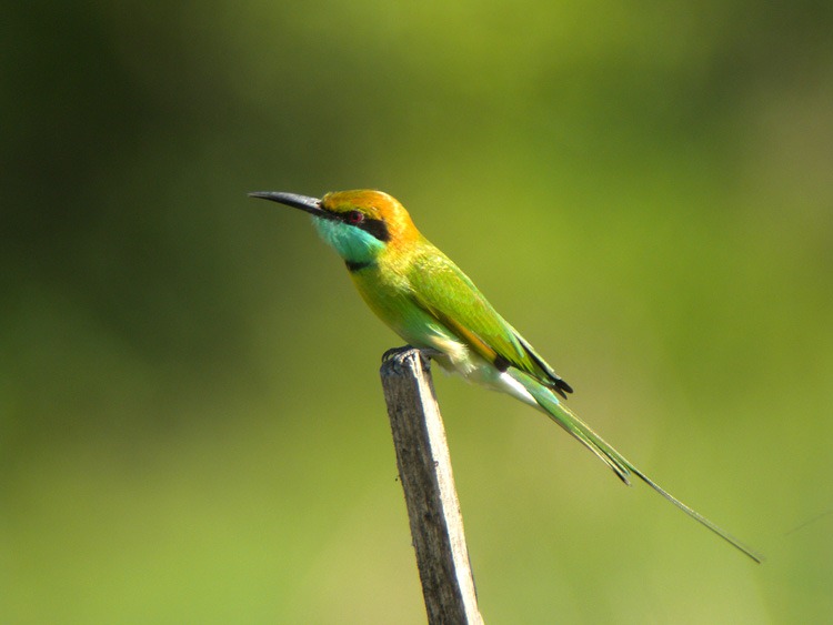 [Little%2520Green%2520Bee-eater%2520ad%255B4%255D.jpg]