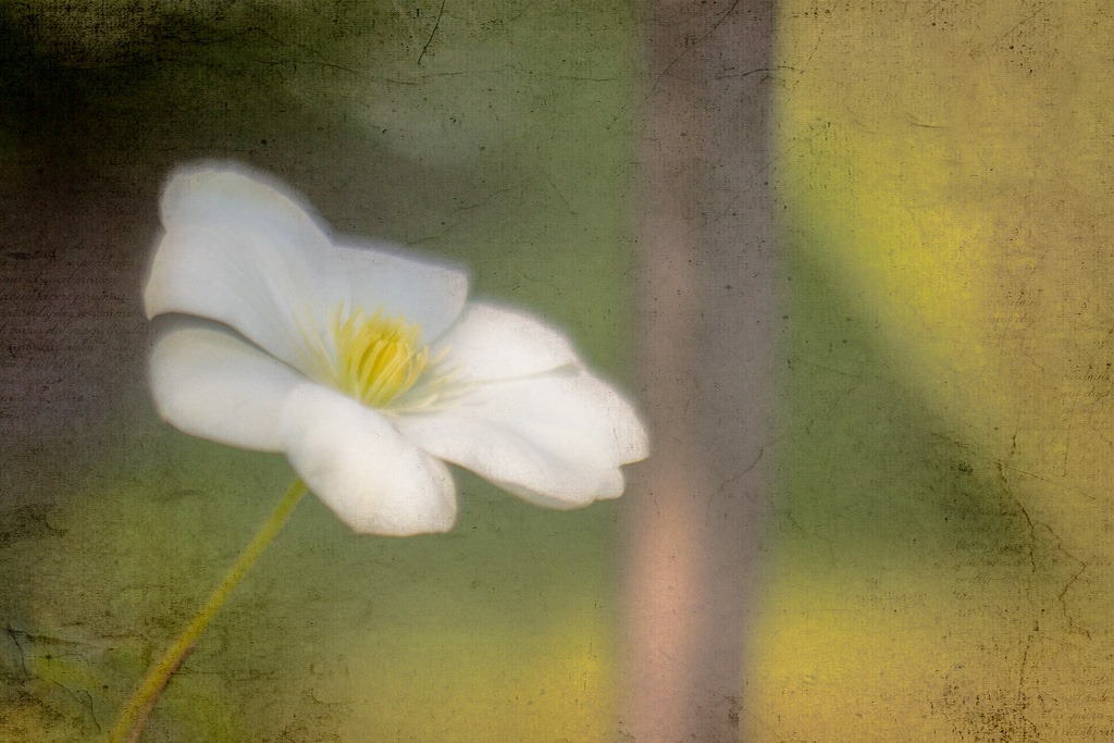 [white%2520clematis%2520with%2520kk%2520texture%255B7%255D.jpg]