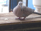 IMG_0466.JPG