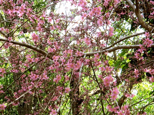 philippine cherry blossom-like tree, sakura, samar