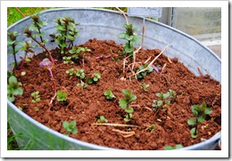 27-31 Maj 2012 088