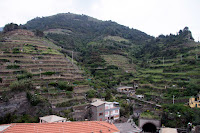 Grape vines above Vernazza