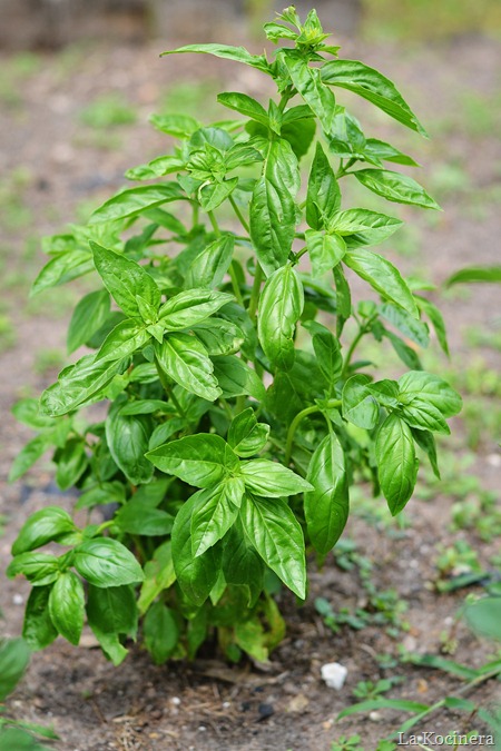 basil plant