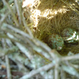 Mockingbird eggs.
