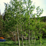 Aspen surround Tim and Ryan's tent.
