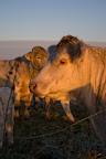Rinder bei Sonnenaufgang im Teufelsmoor