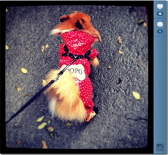 hurricane-sandy-dogs-16