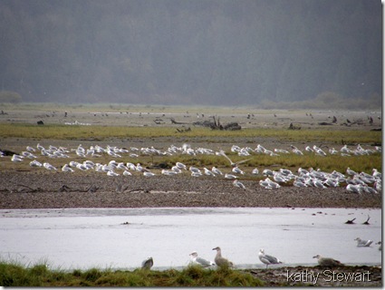 Gulls