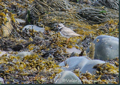 5-Ringed-plover