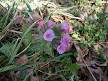 roadside orchids