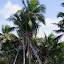 Câlin de cocotiers