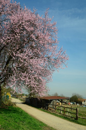 [spring%2520walk1%255B5%255D.jpg]