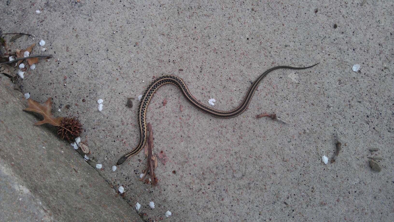 In our front yard