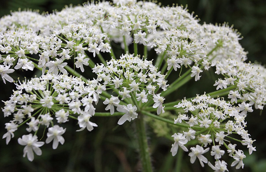 [110712_cow_parsnip_033.jpg]