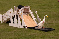 Kineton Quackers