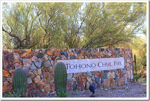 Tohono Chul Park (Tuscon, AZ)