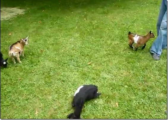 buttermilk-goat-play