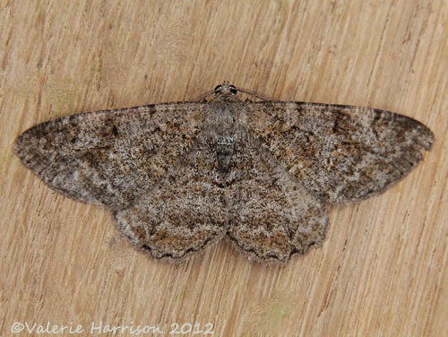 [Mottled-Beauty-22.jpg]