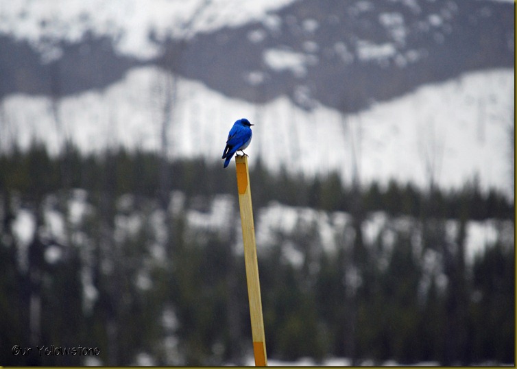 Mountain Bluebird May 2011