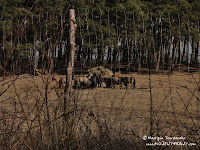 dsc06808.jpg