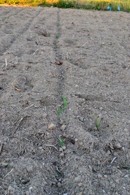 [sweet%2520corn%255B3%255D.jpg]