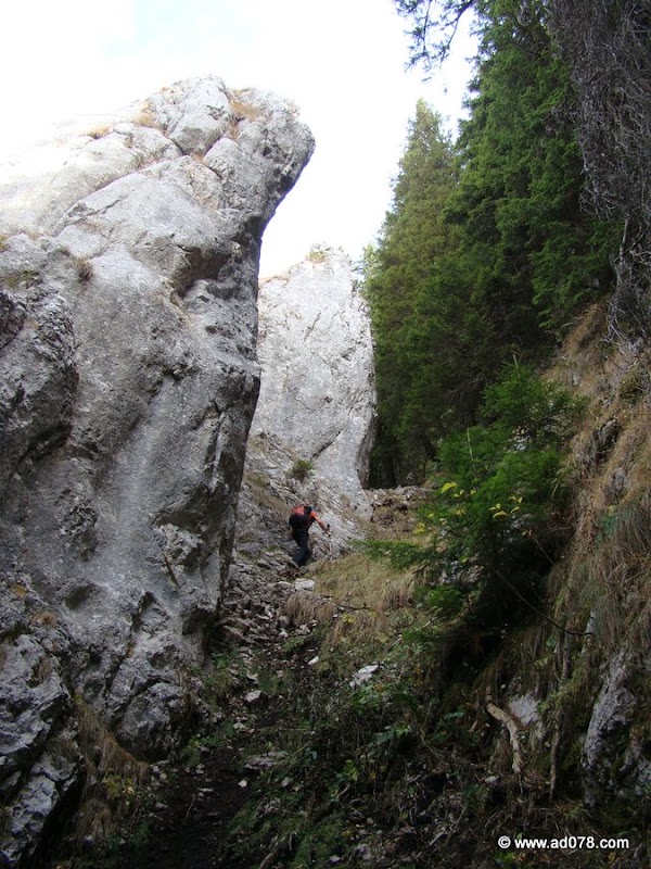 cioranga ramura de sus-19.JPG