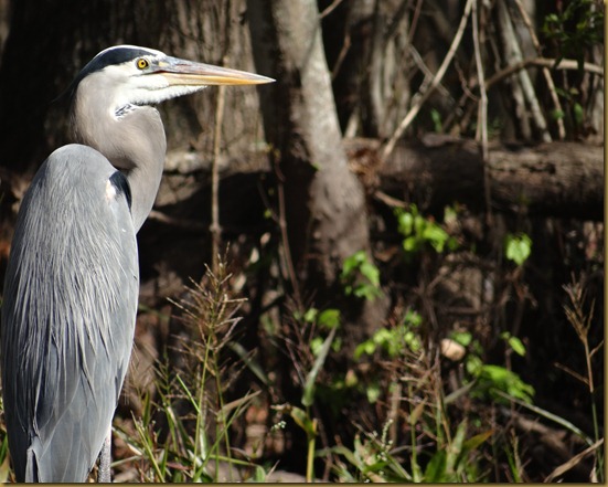 blue heron sideview