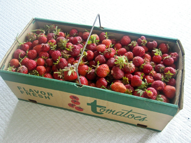 [strawberries%255B5%255D.jpg]