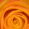 rose3JPG.jpg