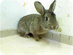 And volunteer help is not just needed for dogs and cats. Bunnies need to be fostered, adopted and tended to as well!!
Bun Bun's time at the shelter in NYC is running out. Can you help her? See link to her info. below. And volunteer help is not just needed for dogs and cats. Bunnies need to be fostered, adopted and tended to as well!!
Bun Bun's time at the shelter in NYC is running out. Can you help her? See link to her info. below.