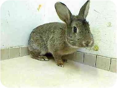 And volunteer help is not just needed for dogs and cats. Bunnies need to be fostered, adopted and tended to as well!!
Bun Bun's time at the shelter in NYC is running out. Can you help her? See link to her info. below.