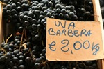 [uva-barbera-vinho-e-delicias%255B3%255D.jpg]