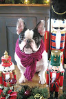 Mercedes of Ottawa, Ontario and her French Bulldog, Ozwald, are avid readers of the Daily Wag!