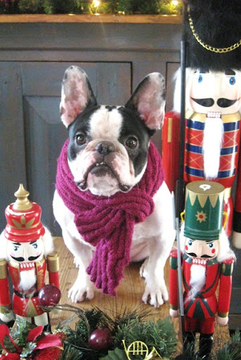 Mercedes of Ottawa, Ontario and her French Bulldog, Ozwald, are avid readers of the Daily Wag!