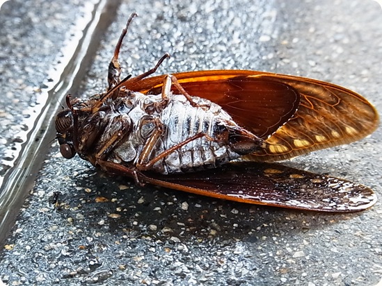 Se acaban las cigarras