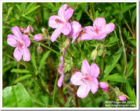 IMG_6931 StickyGeranium IMG_6931 StickyGeranium