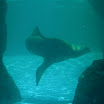 aquarium2007 (48).jpg