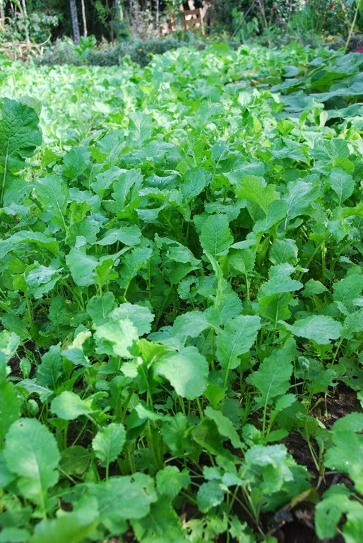 [DSC_0850%255B11%255D.jpg]