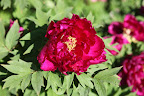 And this magenta colored peony is just stunning!