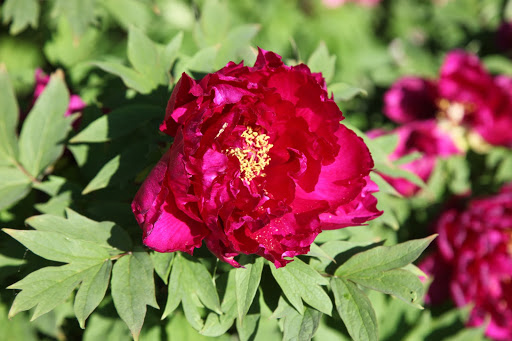 And this magenta colored peony is just stunning!