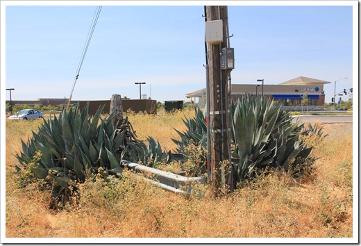 120715_apocalyptic_agave23