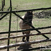 konik dsc06323.jpg