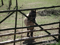 konik konik