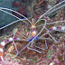 Banded Coral Shrimp - Photo (c) DavidR.808, some rights reserved (CC BY-NC-SA)