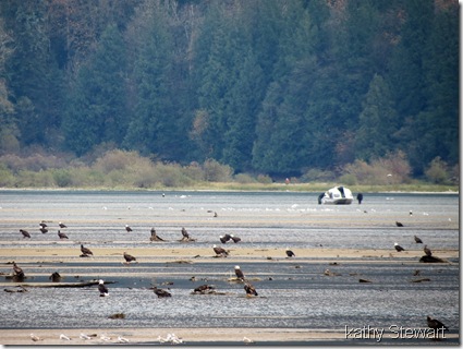 The emerging flats, eagles and a boat