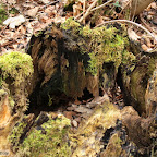 singold-bote_waldlehrpfad-schwabegg_023.jpg