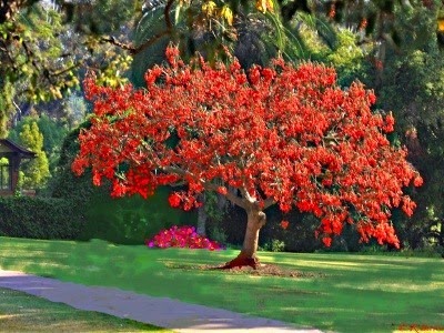 [Erythrina%2520falcata%255B3%255D.jpg]