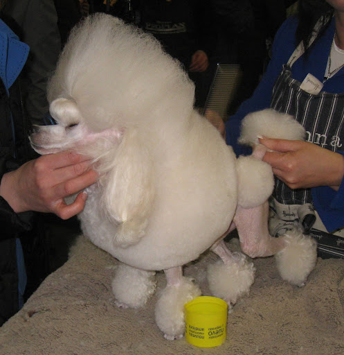Miniature Poodle
